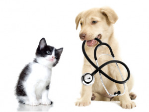 puppy and kitten Medizinische Lasertechnologie